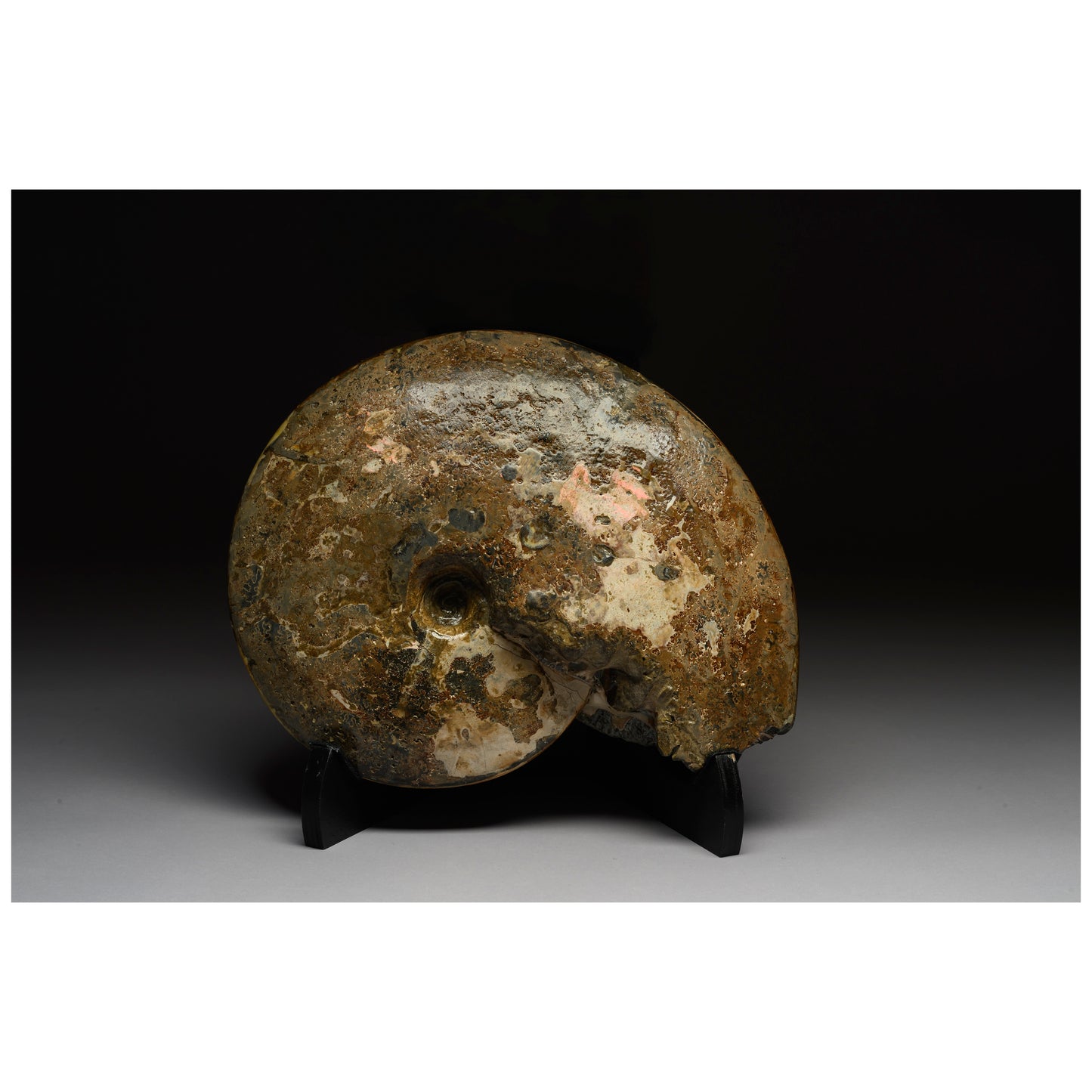 Opalescent Ammonite with Mosasaur Bite Marks