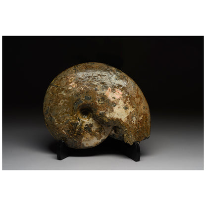 Opalescent Ammonite with Mosasaur Bite Marks