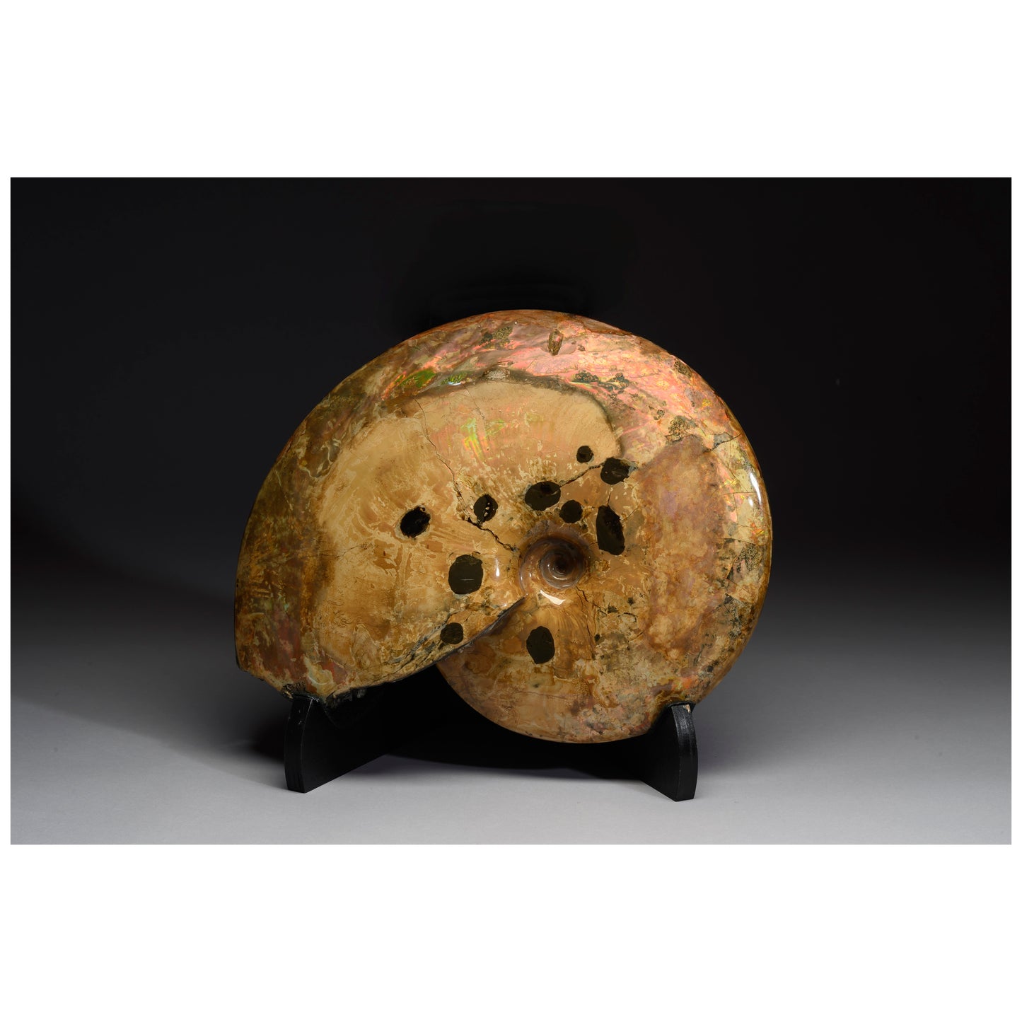 Opalescent Ammonite with Mosasaur Bite Marks