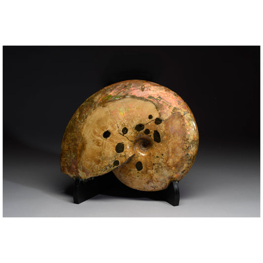 Opalescent Ammonite with Mosasaur Bite Marks