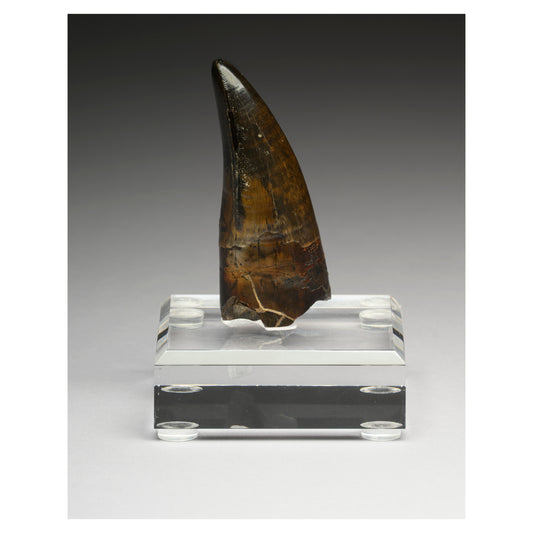 Legacy of the Predator King