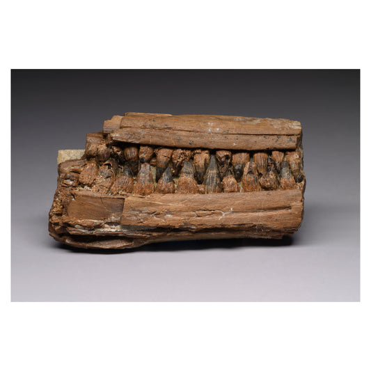 Silent Predator of the Ancient Sea