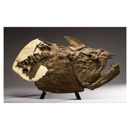 Predator of the Western Seaway