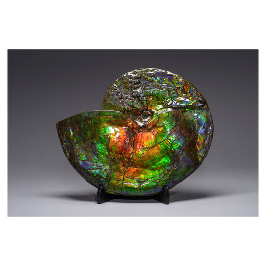 The Northern Aurora Shell