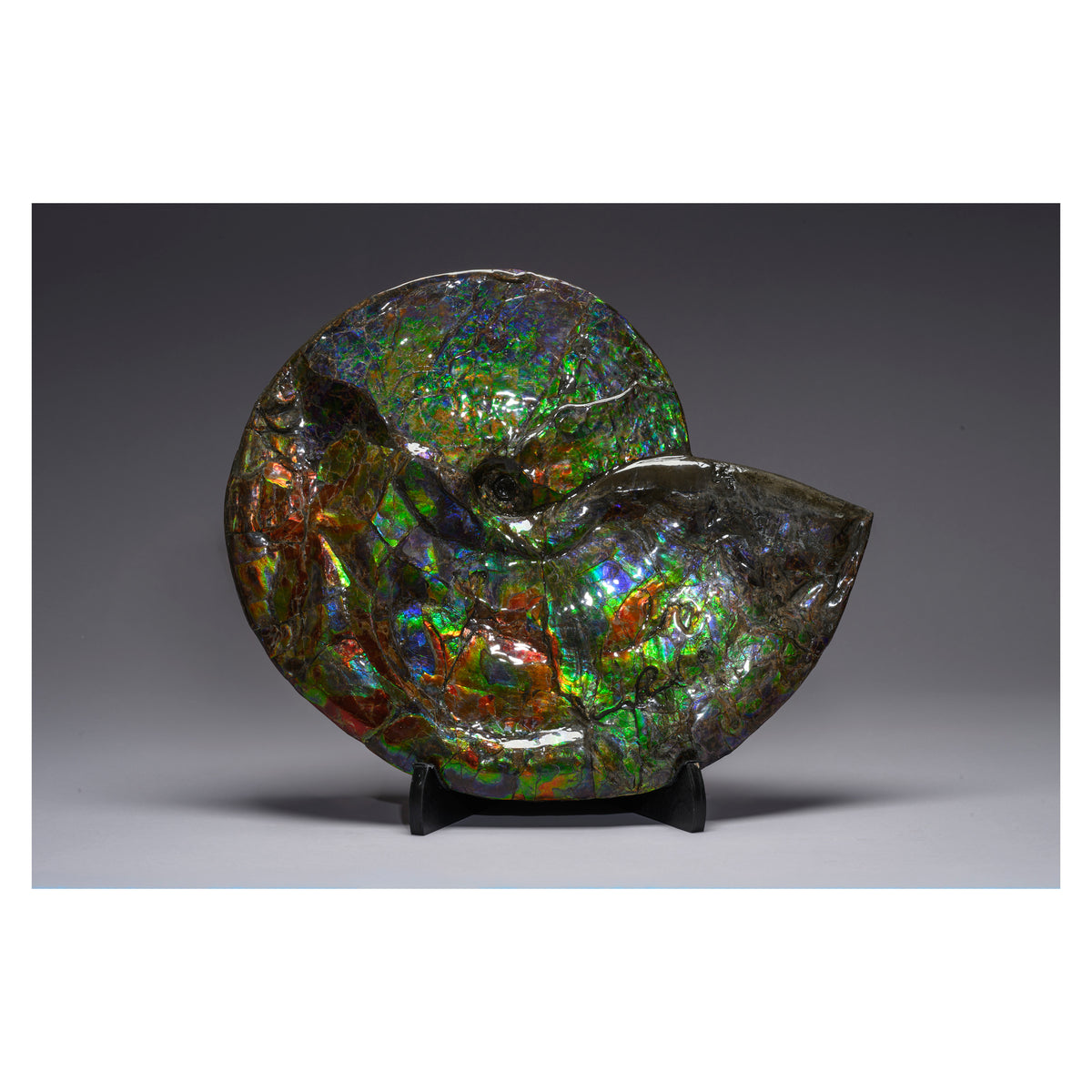 Phillips Shell The Northern Aurora Shell – PhillipsX