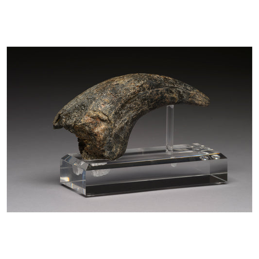 The Real Dragon From Africa